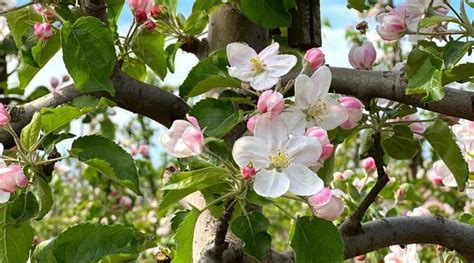 When Should You Plant Apple Trees This Season