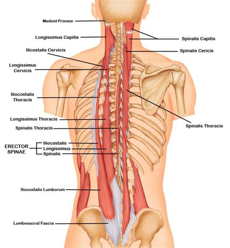 Deep Muscles Of The Back Erector Spinae Bodybuilding Wizard