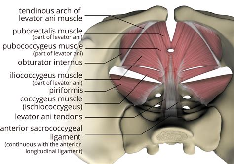 Imaging Coccygeal Trauma And Coccydynia RadioGraphics