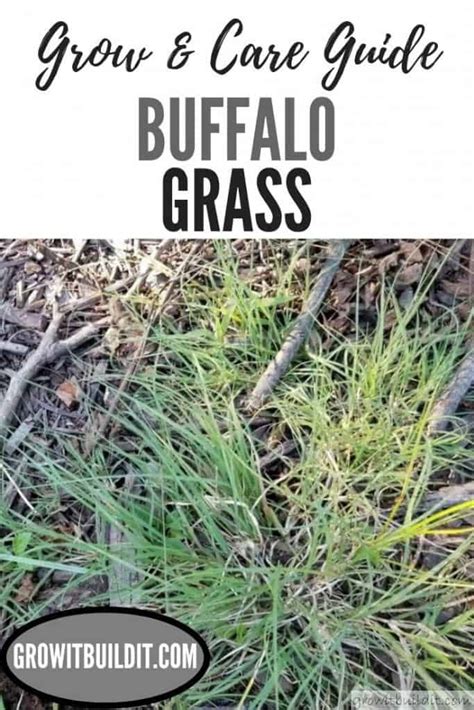 Buffalo Grass Facts Grow And Care Information Growit Buildit
