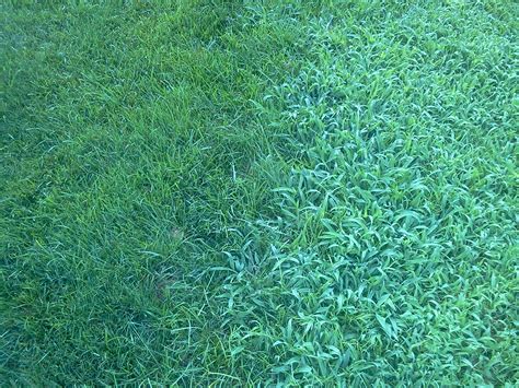 Know Your Lawn Weeds Mrw Lawns