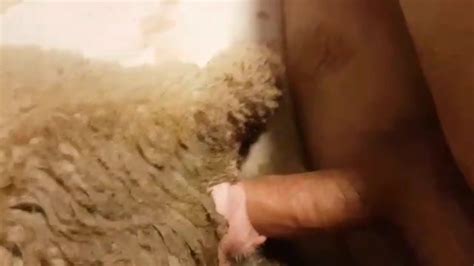 Man Fucks A Sheep In A Bed Zoo Tube 1