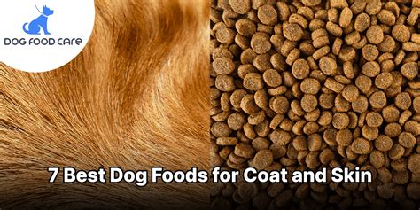 7 Best Dog Foods For Coat And Skin Dog Food Care