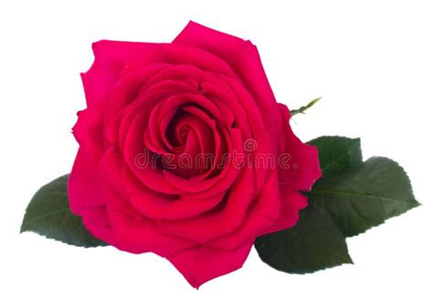Dark Pink Roses Close Up Stock Photo Image Of Growing 52389754