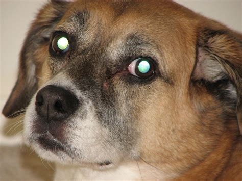 Why Do My Dogs Eyes Glow In The Dark Green Glow In A Dogs Eyes