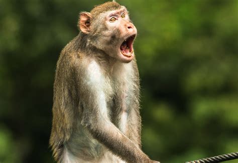 Winning Images Announced For Comedy Wildlife Photography Awards 2021