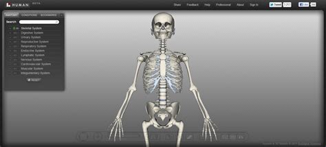 Facts, anatomy & mapping project. Tech Coach: Human Anatomy