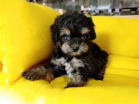 Choose a box spring to increase the life of your mattress and reduce wear over time. teacup poodles puppies for sale near me in 2020 | Teacup ...