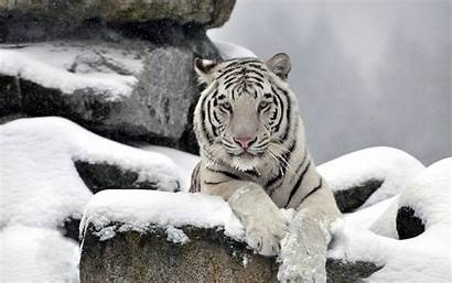 Tiger Snow Cubs Wallpapers 1080p Tigers Animal