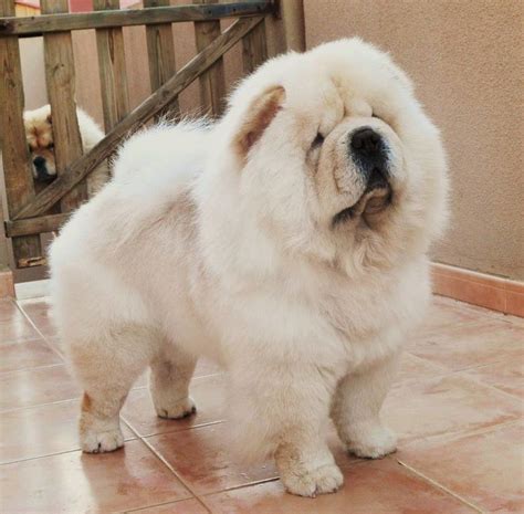 Loading Chow Chow Dogs Cute Dogs Chow Chow