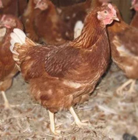 Bond Brown Layers Chickens 17 Weeks Pol Farmstock
