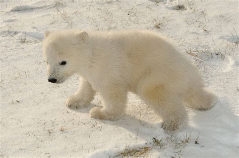 Adorable 3 Month Old Polar Bears Sees Snow For The First Time Video