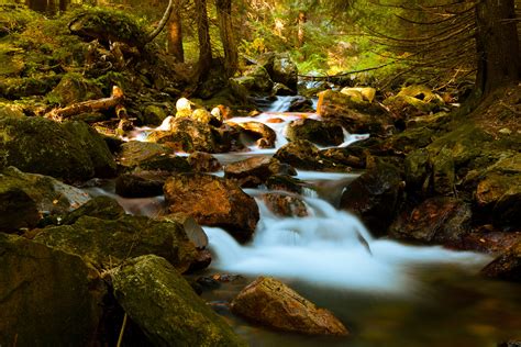 Mountain Stream In Forest Free Stock Photo Public Domain Pictures