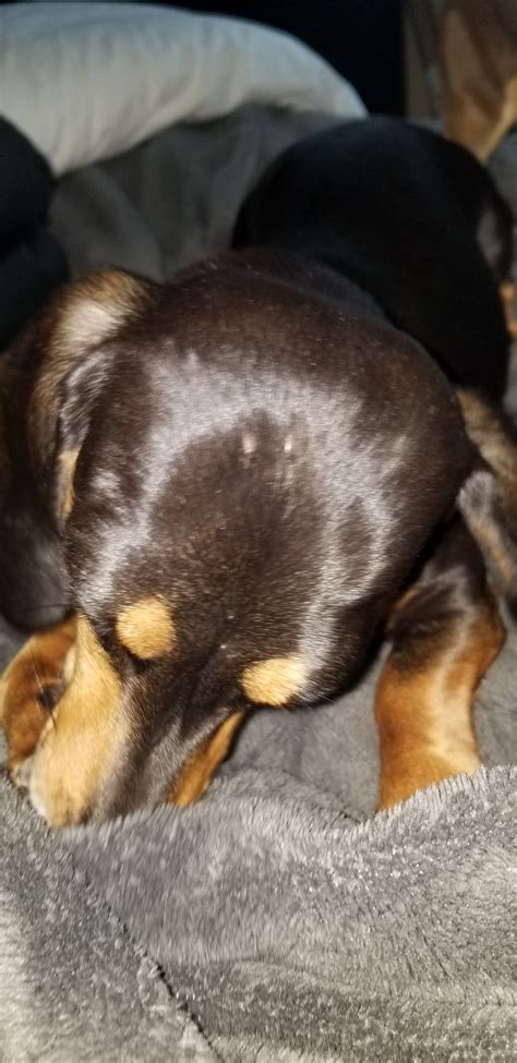 My Dachshund Has Bumps On Her Head And I Just Was Looking And She Has