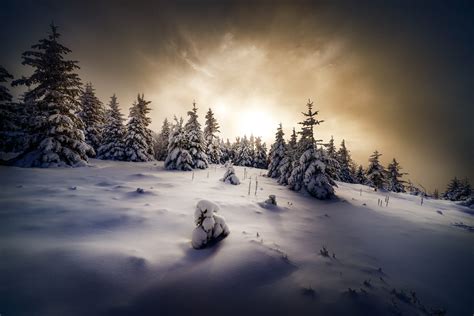 73739 Winter Hd Spruce Snow Nature Rare Gallery Hd Wallpapers