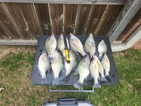 Finally Caught My First Mess Of Crappie Reelfoot Lake Tennessee
