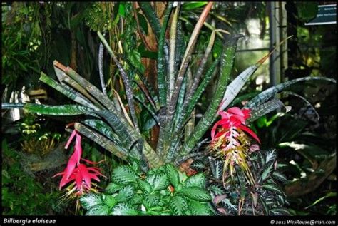 Bromeliads Basic Facts About The Plants And Flowers Bromeliads