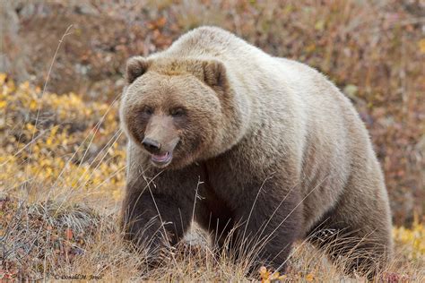 Grizzly Bear Is Also Known As The Silver Tip Bear For The Silvery