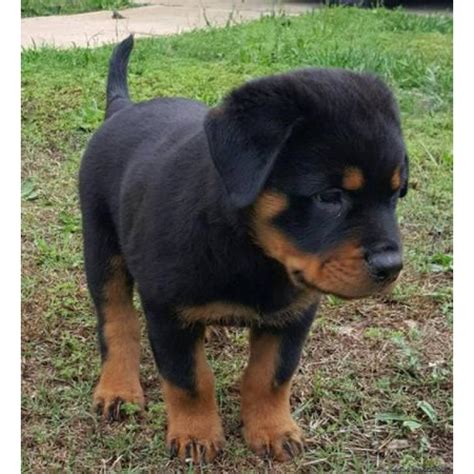 Find rottweiler puppies for sale. Purebred German Rottweiler Puppies in Phoenix, Arizona ...