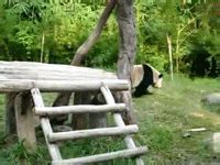 колобок панда животные гиф анимация гифки ПРИКОЛЬНЫЕ gif