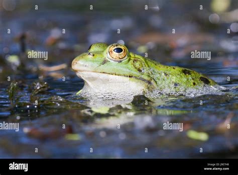 Amphibian Eyes Amphibians Frog Frontally Amphibian Eyes