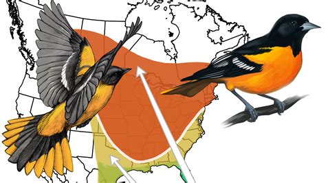 The Evolution Of Bird Migration All About Birds All About Birds