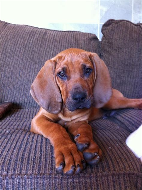 9 6 Months Old Cute Redbone Coonhounds Dog Puppy For Sale Or