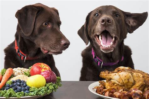 The idea is to focus only on the good stuff and cut back natural balance fat dogs low calorie dry dog food. Is a High-Protein Diet Bad for Your Dog? | SafeBee