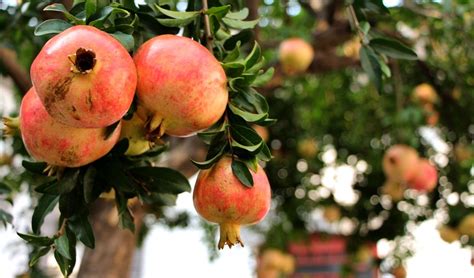 Biji buah delima membantu dalam memerangi arthritis dan. Disebut Buah Surga, Ini Segudang Manfaat Buah Delima Bagi ...