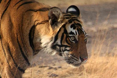Rajasthan Safari Dans Le Parc National De Ranthambore Et R Server Deux