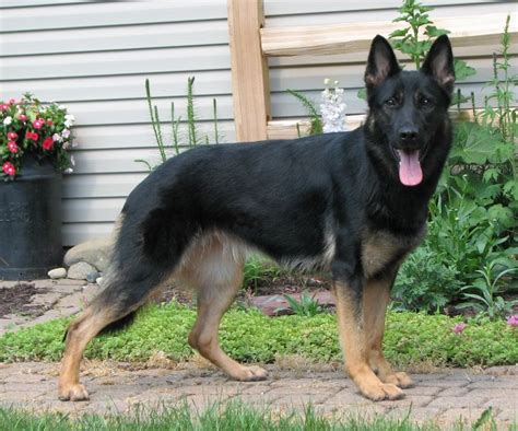 This Is Almost Exactly What Maybe Mine Will Look Like German Shepherd