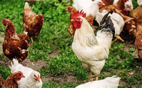 Begini Cara Ternak Ayam Kampung Yang Benar Bisa Panen Dalam 48 Hari