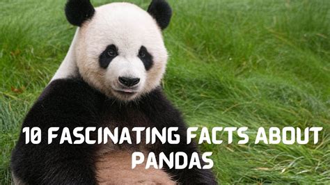 10 Fascinating Facts About Pandas You Need To Know Youtube