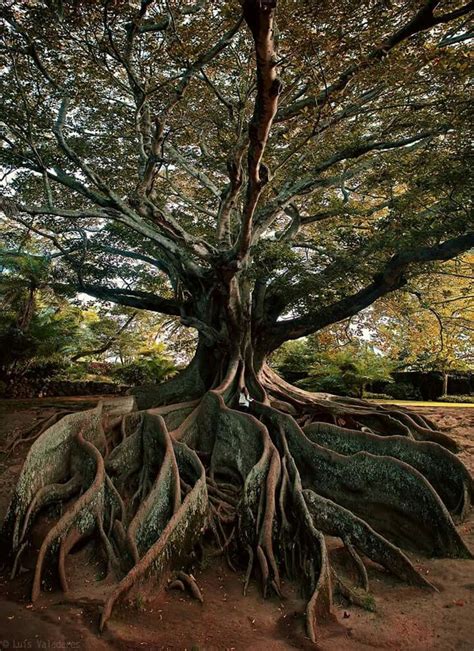 88 Best Unusual Amazing Trees Images On Pinterest Forests Plants