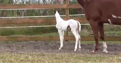 Mare Gives Birth To Filly When Owners See Her Face They Realize Just