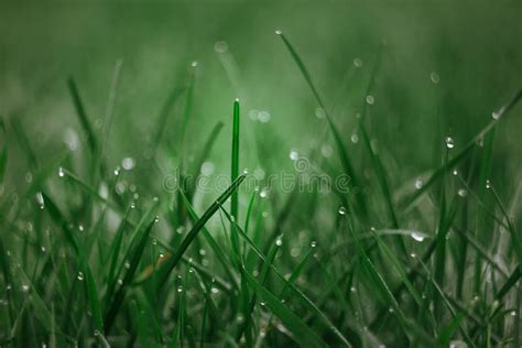 Dew Drops Background On Bright Green Grass After Rain Wet Grass Close