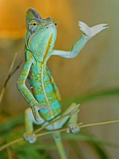 Chameleons And Lizards And More Animals Beautiful Cute Animals Pet Birds