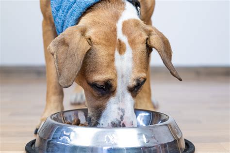 What to Feed Your Dog | Healthy Paws Pet Insurance