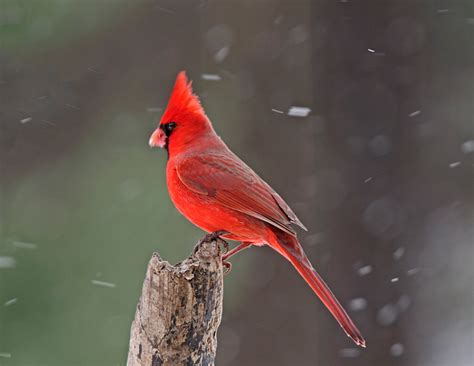 Northern Cardinals Philip Schwarz Photography Blog