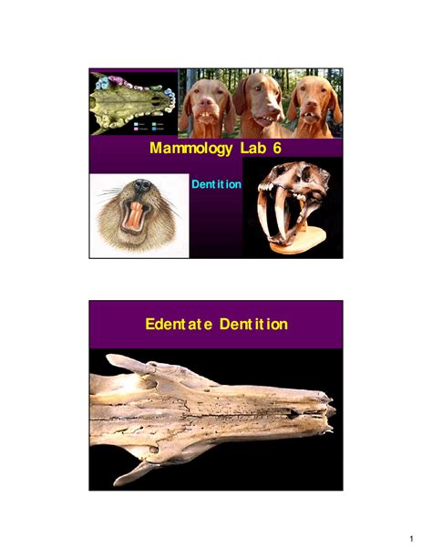 Lecture Slides On Definition Mammalogy Lab 6 Ecol 485 Docsity