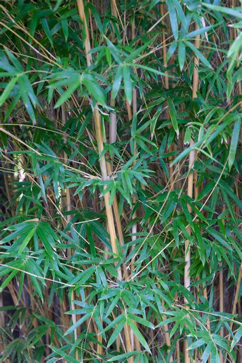 Bamboo Pole Wall Background Image Free