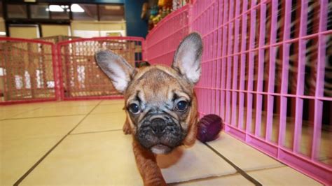 3 chunky blue fawn females available. French Bulldog Puppies for sale in Ga - Puppies For Sale ...
