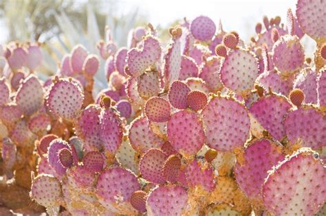 Pink Cactus Photo Desert Wall Art Boho Print Arizona Etsy