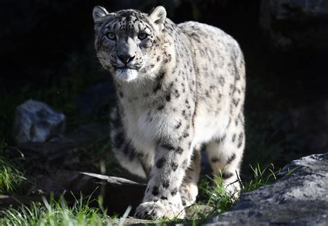 Three Snow Leopards At Nebraska Zoo Die Of Covid A Month After Testing