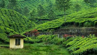 Tea Plantation Wallpapers 4k Background Ultra Hills