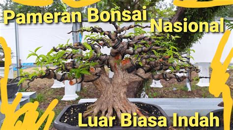 Bonsai Terbaik Pameran Bonsai Nasional Bengkulu 2020 Youtube