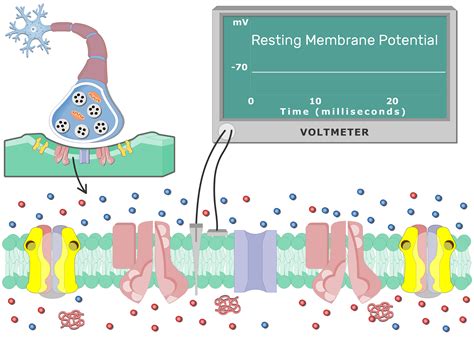 Postsynaptic Neuron Resting Membrane Potential Getbodysmart