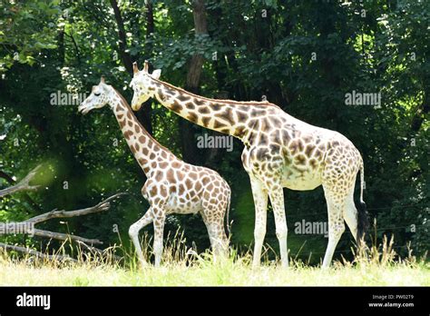Adorable Mother And Baby Giraffe In The Wild Stock Photo Alamy
