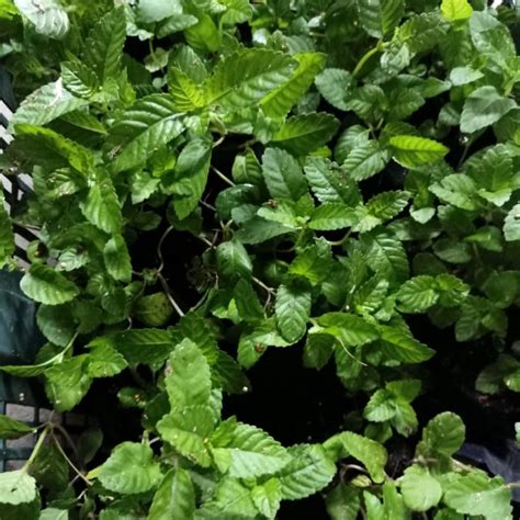 Tidak ramai tahu cara menanam cincau hitam ini. Pokok Cincau Hitam Air Batu Campur | Shopee Malaysia