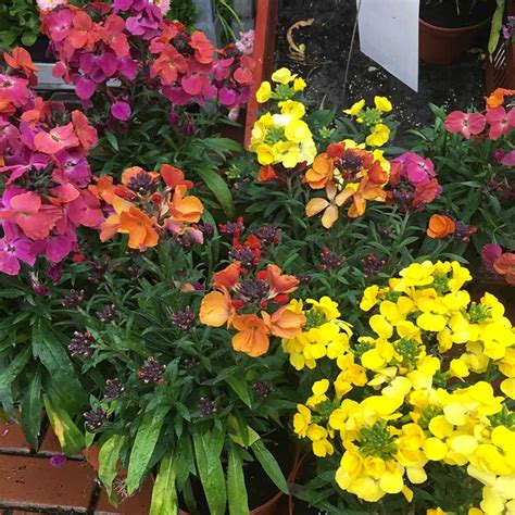 Most garden cultivars are derived from erysimum x cheiri, which is native to south east europe. Acheter Erysimum Winter Orchid pas cher sur Coclicoh